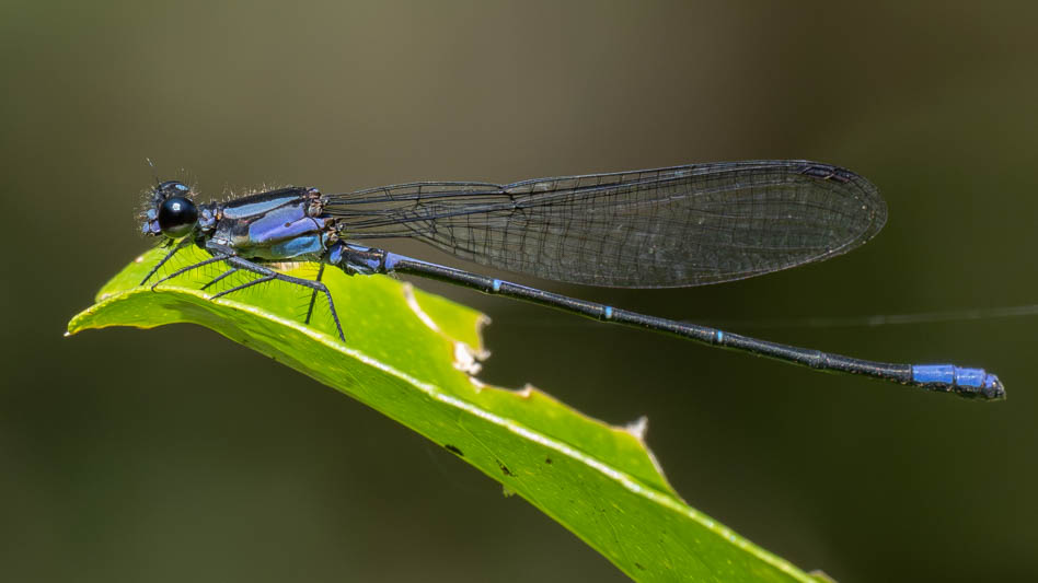 Argia ulmeca (Olmec Dancer) male-3.jpg